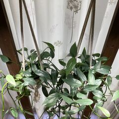観葉植物 エピプレナム ピナツム セブブルーの画像