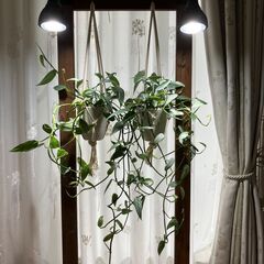 観葉植物 エピプレナム ピナツム セブブルー
