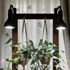 観葉植物 エピプレナム ピナツム セブブルーの画像