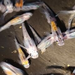 改良めだか 名も無きラメ系メダカの　卵20個の画像