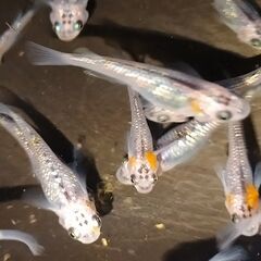 改良めだか 名も無きラメ系メダカの　卵20個の画像