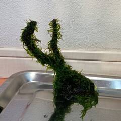 ウィローモス付き流木①の画像