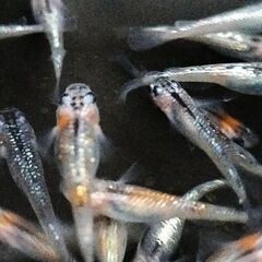 改良めだか 名も無きラメ系メダカの　卵20個の画像