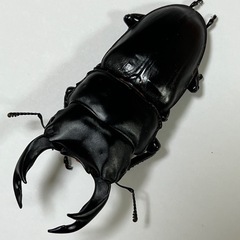 長野県産オオクワガタ F3 ♂約68mm ♀約44mm ペア
