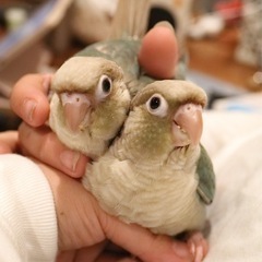 Bird Lateto　2025/05/18