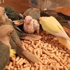 Bird Lateto　2025/12 - ペット