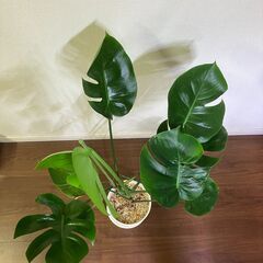 観葉植物 モンステラの画像