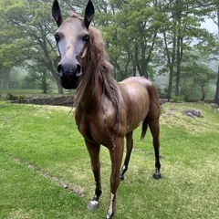 馬オブジェ　実物大