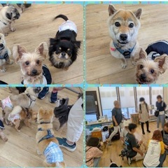 保護犬さんのご飯を募集中🐕