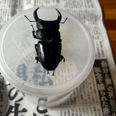 オオクワガタ　ペア　能勢産　YG血統　　発送対応しますeiの画像