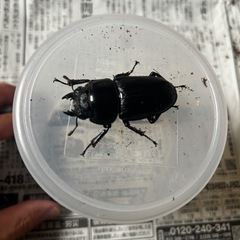 オオクワガタ　ペア　能勢産　YG血統　　発送対応しますeiの画像