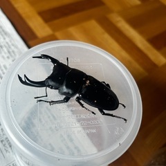 オオクワガタ　ペア　能勢産　YG血統　　発送対応しますei