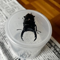 オオクワガタ　ペア　能勢産　YG血統　　発送対応しますeiの画像
