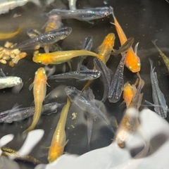 ミックス メダカ12匹