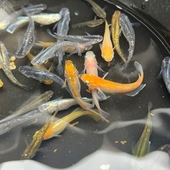 【夏休み大特価】メダカ5匹＋飼育セットの画像