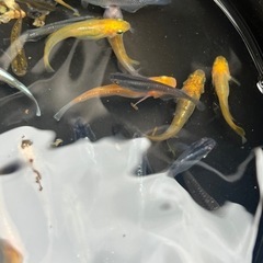 【夏休み大特価】メダカ5匹＋飼育セットの画像