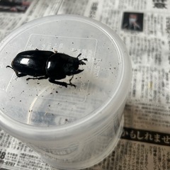 オオクワガタ　ペア　能勢産YG血統　発送対応可能　gkの画像