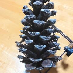 巨大　松ぼっくり