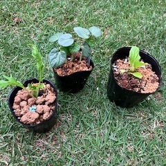 野菜の苗　無料でさしあげます。