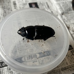 オオクワガタ　♂1 ♀2　能勢産YG血統　発送対応可能　calの画像