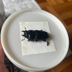 オオクワガタ　♂1 ♀2　能勢産YG血統　発送対応可能　calの画像