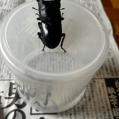 オオクワガタ　♂1 ♀2　能勢産YG血統　発送対応可能　calの画像