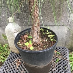 ダイオウショウ　100センチの画像