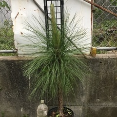 ダイオウショウ　100センチ