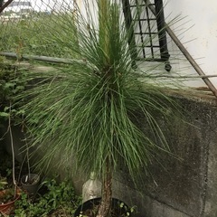 ダイオウショウ　100センチの画像