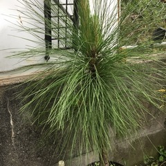 ダイオウショウ　100センチの画像