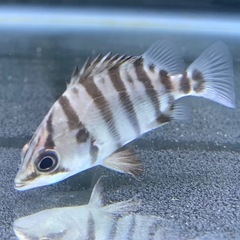 ダトニオ(メニーバタイガー)の画像