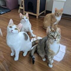 4匹の里親募集