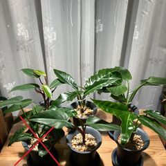 観葉植物 フィロデンドロン5種セット