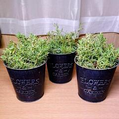 無料✴️セダム 3鉢  多肉植物