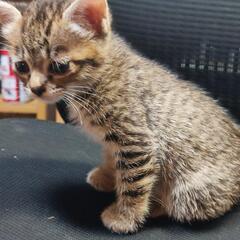 【一時募集停止】猫ちゃん3匹います − 宮崎県