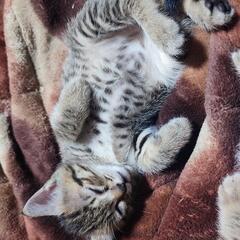 【一時募集停止】猫ちゃん3匹います - 里親募集