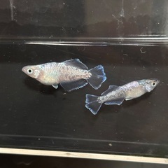 〜お値下げ中〜メダカ　スペード1ペアです
