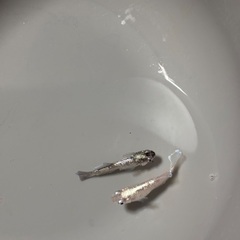 〜お値下げ中〜メダカ　スペード1ペアですの画像