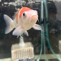 錦鯉