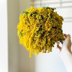 ミモザ　花部分hjdの画像
