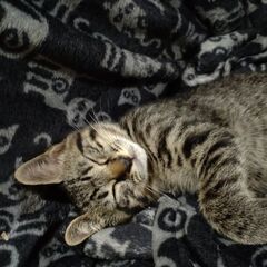 荒尾市から約２ヶ月のイケメン子猫の里親さん募集です。