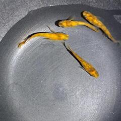 メダカ、美虎(ﾋﾞﾄﾗ)2ペア