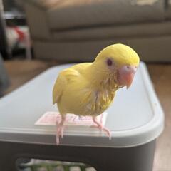 セキセイインコ繋がりのお友達募集