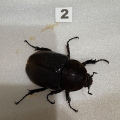 ヘラクレスオオカブト　メス3匹セットの画像
