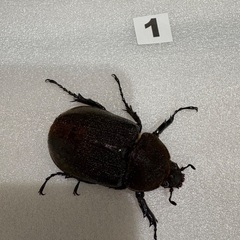 ヘラクレスオオカブト　メス3匹セット