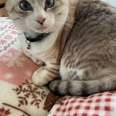 迷子猫探しています