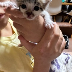 子猫  