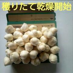 鹿児島産穫りたて生ニンニク　宅急便コンバパクト専用Boxの1箱分