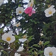 🌕🌕🌕🌕ｵｰﾌﾞｸｴｽﾄについて教えて下さい。🌕🌕🌕🌕