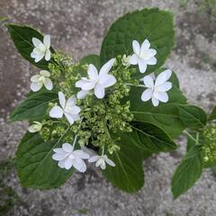 花つき　ガクアジサイ　